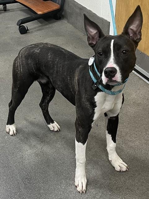 *WREN - Pit Bull Terrier available for adoption