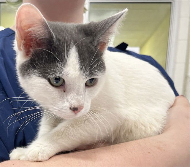 *CHEETOS - Domestic Short Hair available for adoption