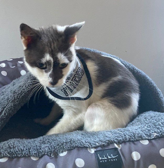 *PRUDENCE - Domestic Short Hair available for adoption