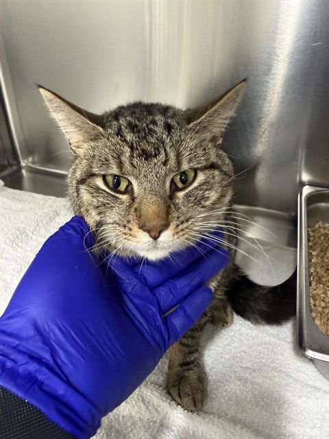 *JOE - Domestic Short Hair available for adoption