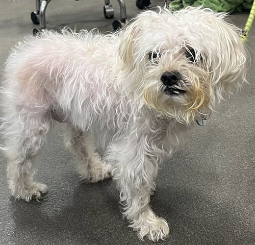 *SHAFT - Maltese available for adoption