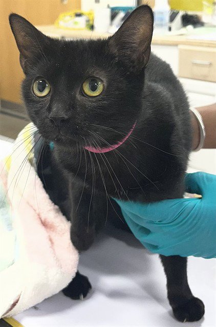 LIA - Domestic Short Hair available for adoption