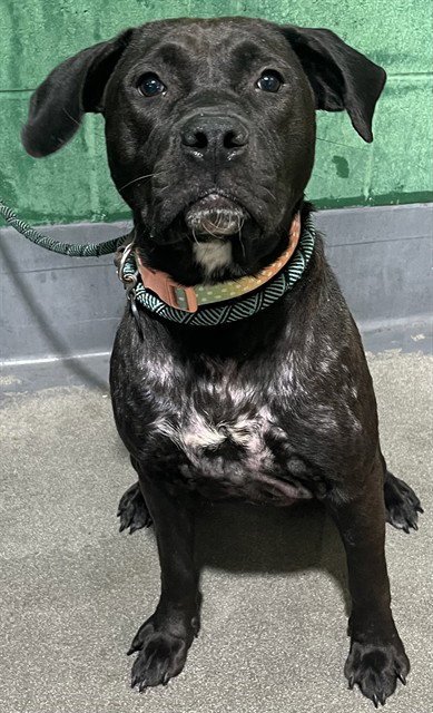 *PIXEL - Labrador Retriever available for adoption