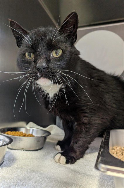 *SYLVESTER Image