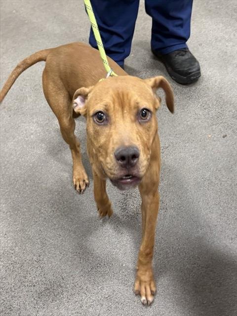 ESQUIRE - Pit Bull Terrier available for adoption