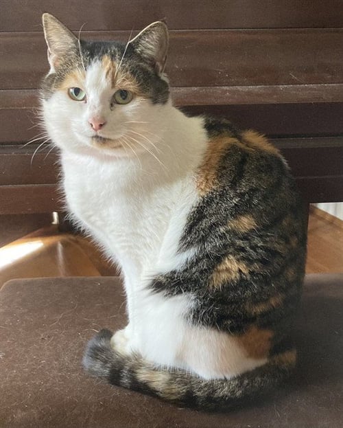 *LAVENDER - Domestic Short Hair available for adoption