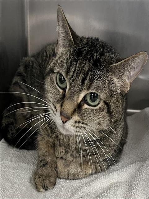 *QTIP - Domestic Short Hair available for adoption