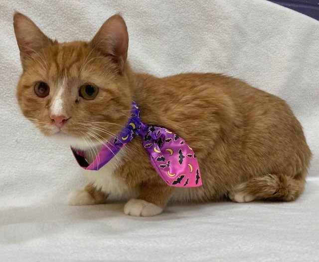 *JESTER - Domestic Short Hair available for adoption