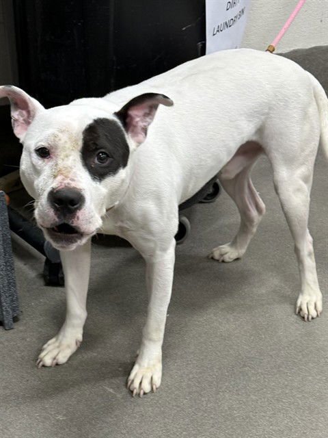 MALCOLM - Pit Bull Terrier available for adoption