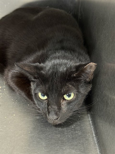 COFFEE1 - Domestic Short Hair available for adoption