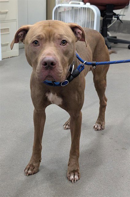 *OAKLEY - Pit Bull Terrier available for adoption
