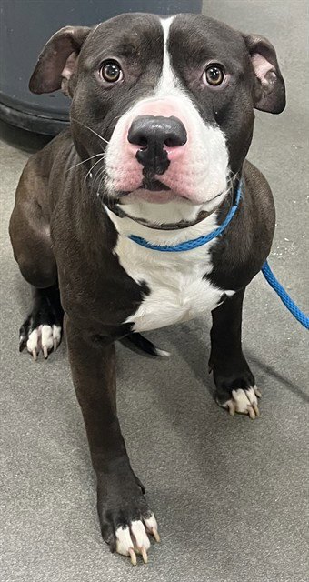 *SNAPPLE - Pit Bull Terrier available for adoption