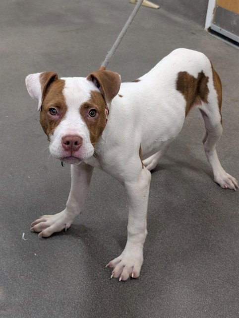 *ZANDER/ KING - Labrador Retriever / Pit Bull Terrier available for adoption
