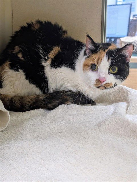 ADDY - Domestic Short Hair available for adoption