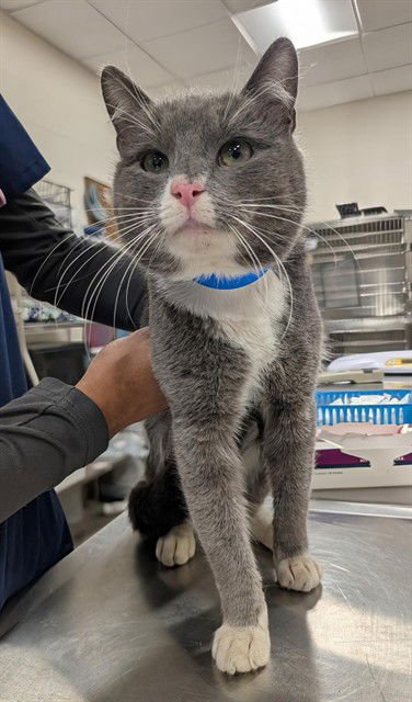 *MACK - Domestic Short Hair available for adoption