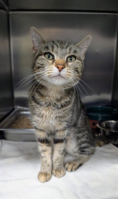 *MOXIE - Domestic Short Hair available for adoption