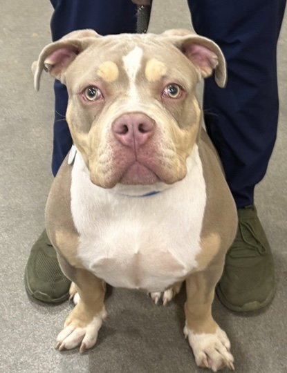 *SUEDE - Pit Bull Terrier available for adoption
