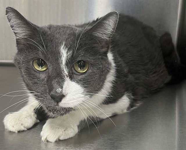 ZIGGY - Domestic Short Hair available for adoption