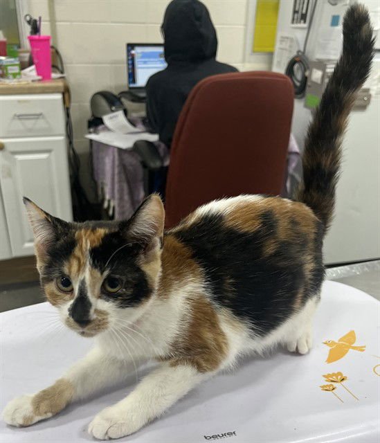 *SABOR - Domestic Short Hair available for adoption