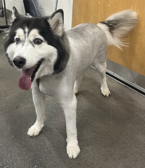 CHASE - Siberian Husky available for adoption