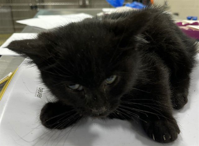 *JASPER - Domestic Short Hair available for adoption