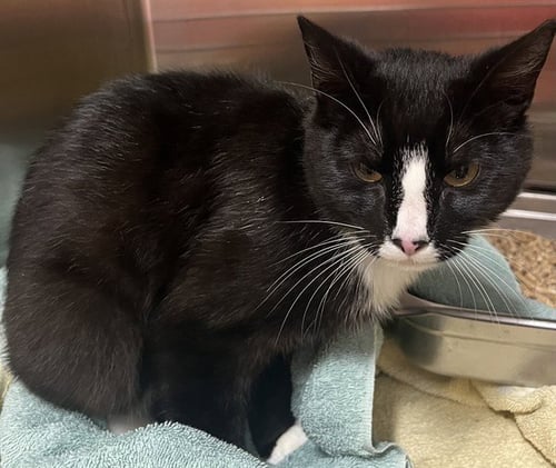 *NEW YORK - Domestic Short Hair available for adoption