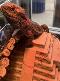 *MUSHU - Photo 1