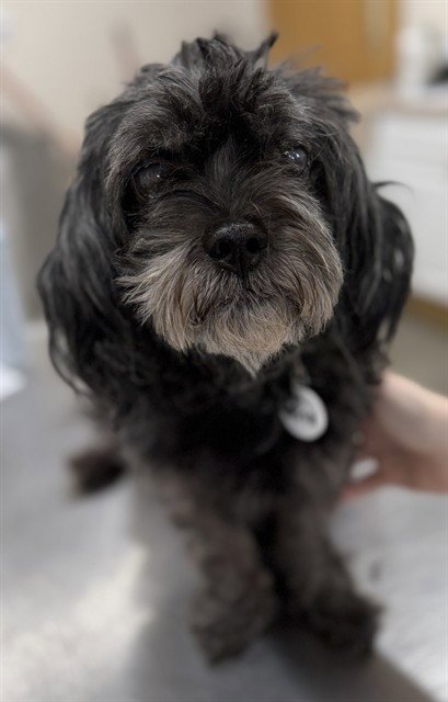 MANOLO - Maltese available for adoption
