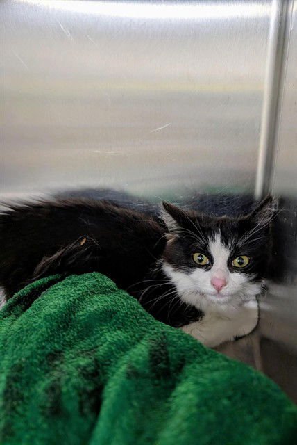 *SATIN - Domestic Short Hair available for adoption