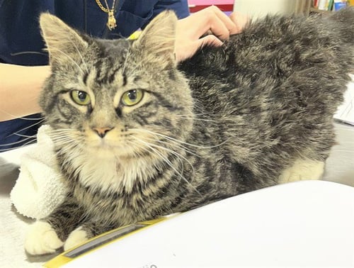 *ZEPHYR - Domestic Medium Hair available for adoption