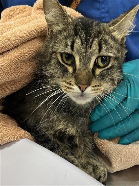 *HUXLEY - Domestic Medium Hair available for adoption