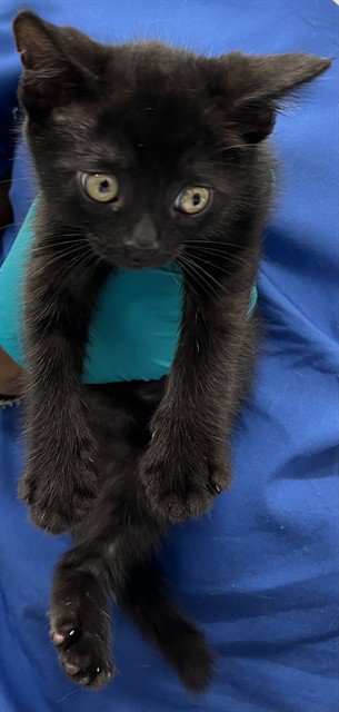 *TWILIGHT - Domestic Short Hair available for adoption