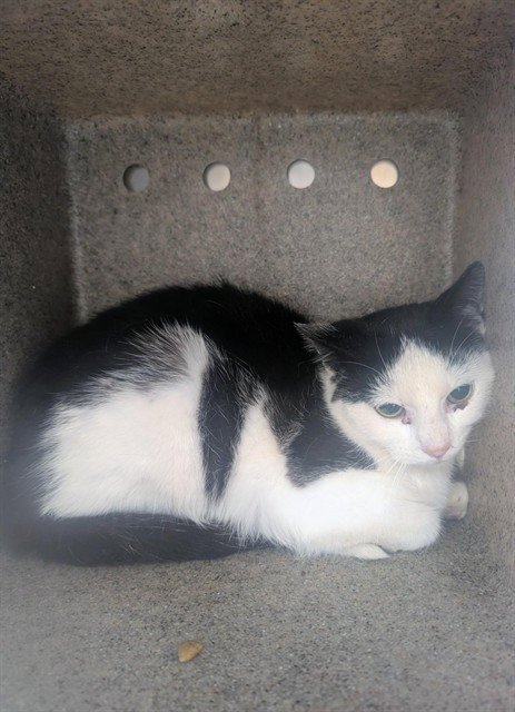 MARACA - Domestic Short Hair available for adoption
