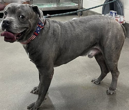 *BIG MAC - Cane Corso Mastiff available for adoption