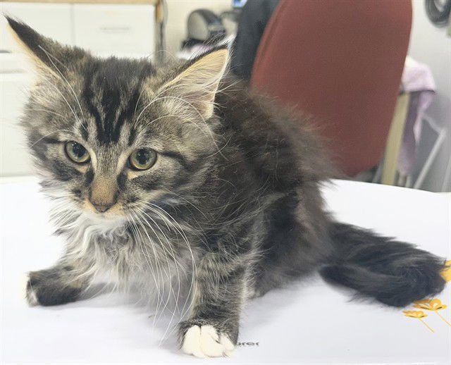 *SIMBA - Domestic Medium Hair available for adoption