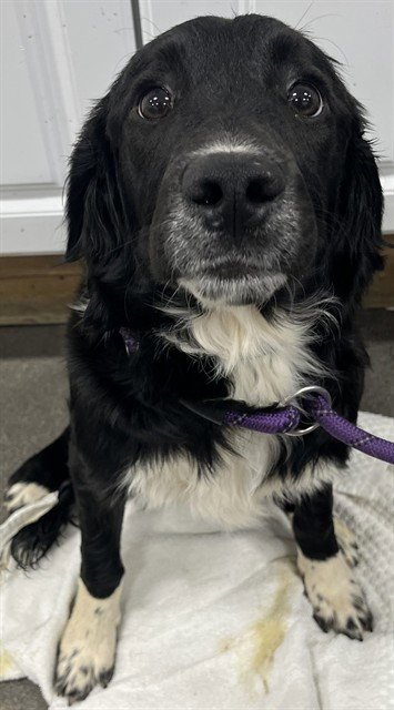 *MISO - English Springer Spaniel available for adoption