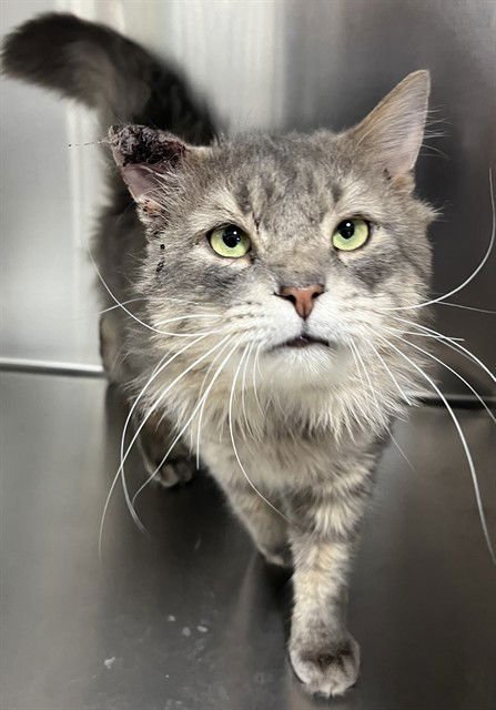 *FOREST - Domestic Short Hair available for adoption