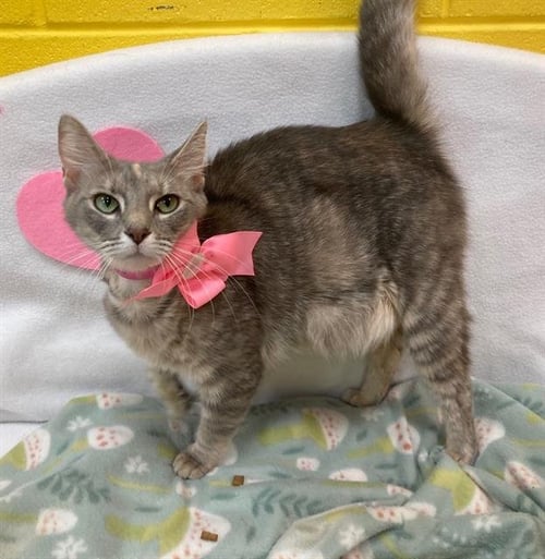 LULU - Domestic Short Hair available for adoption