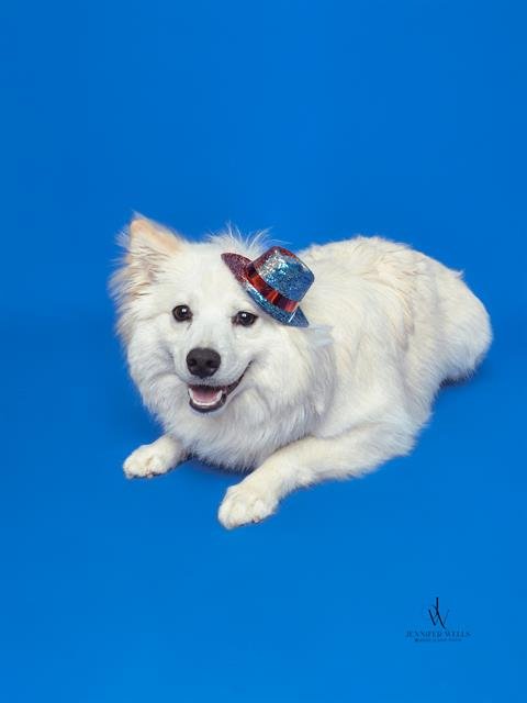 *USHER - American Eskimo Dog available for adoption