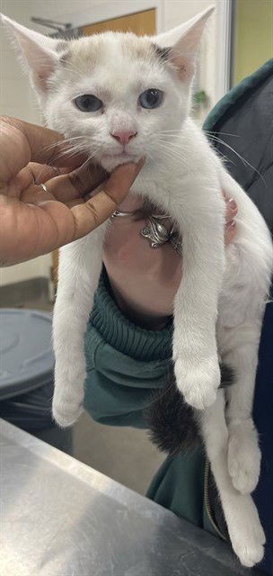 *SPOT - Domestic Short Hair available for adoption