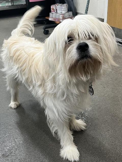 *JAMESON - Lhasa Apso available for adoption