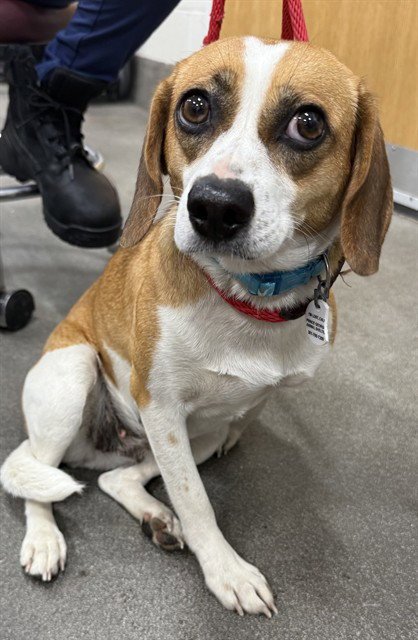 *PONY - Beagle available for adoption