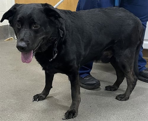 *OSCAR - Labrador Retriever available for adoption