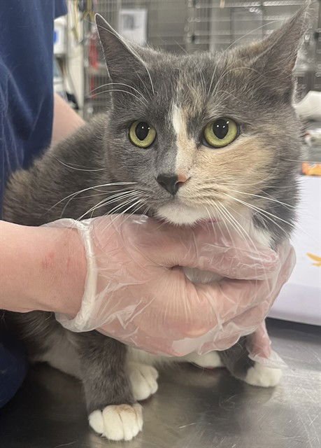 SKY - Domestic Short Hair available for adoption