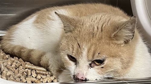 *EGG SALAD - Domestic Short Hair available for adoption