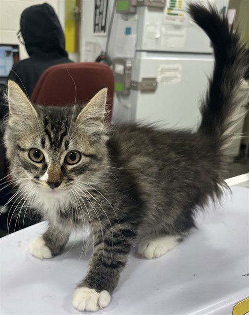 *EMERY - Domestic Medium Hair available for adoption