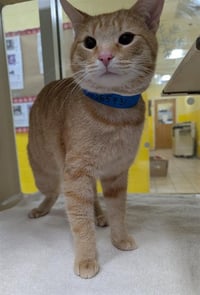 OLIVER - Photo 1