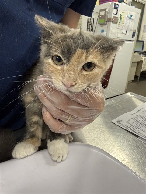 *BEACH Image