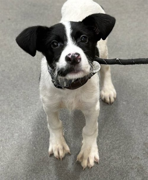 *OTIS - Parson Russell Terrier available for adoption
