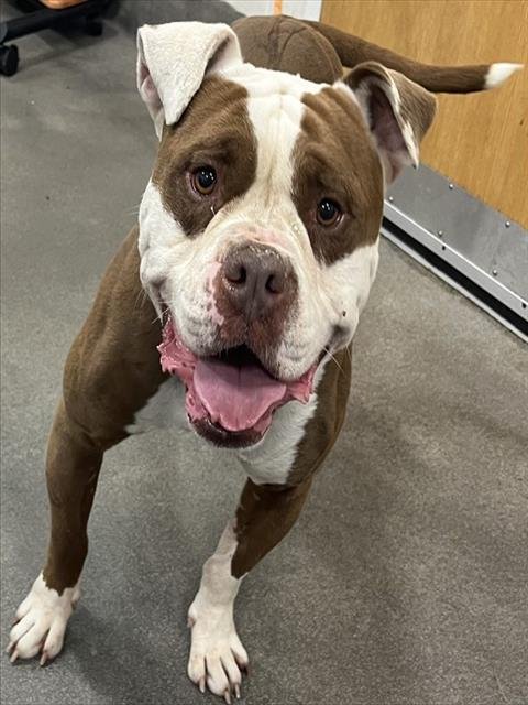 *ZUKO - American Bulldog available for adoption